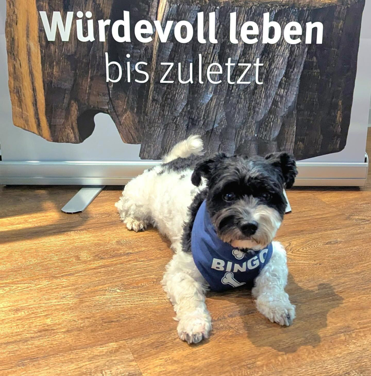 Bild
